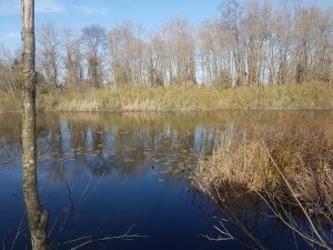 karasu-denizkoy-acarlar-longoz